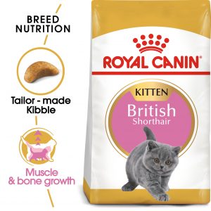 FBN British Shorthair Kitten Hero 1