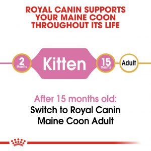 FBN Maine Coon Kitten Hero 2