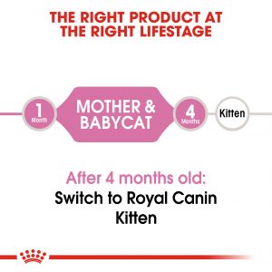 FHN Mother & Babycat Hero 2