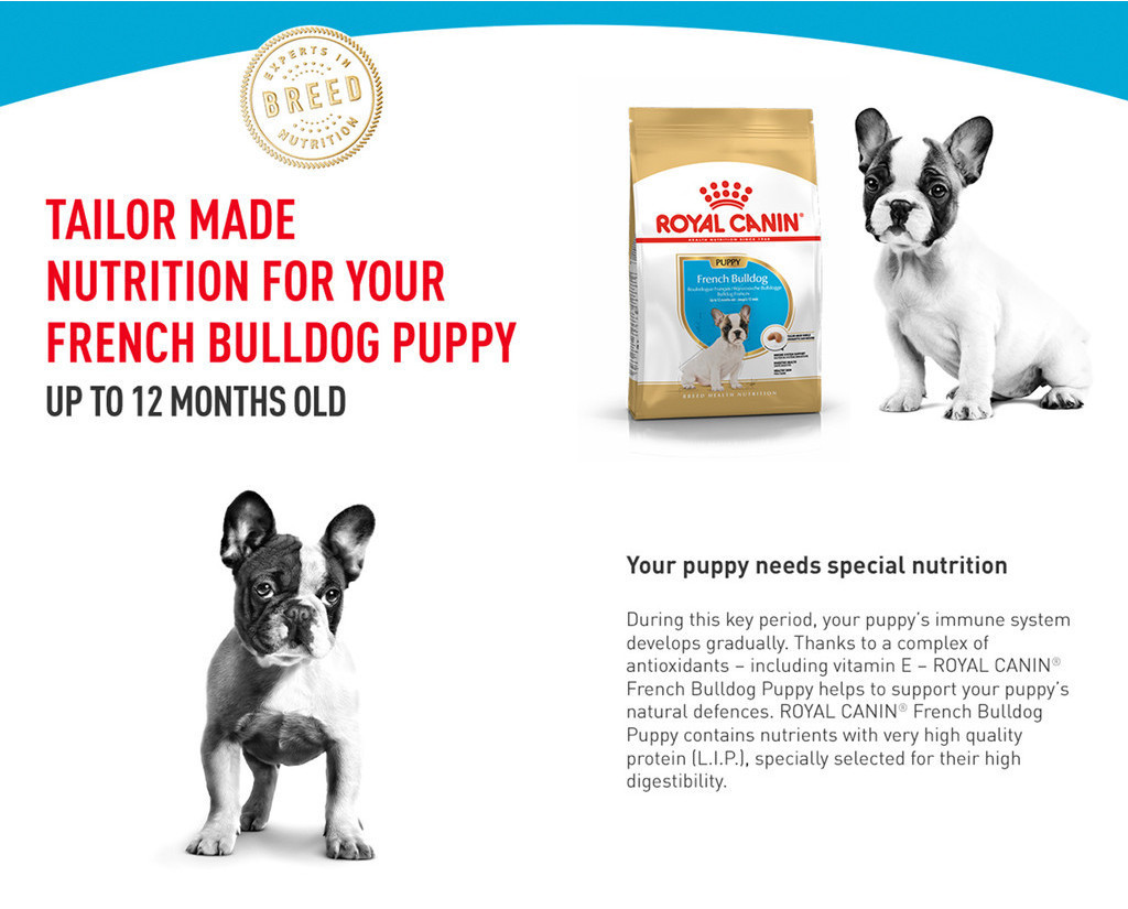 Royal Canin Tailor Made Nutrition For Your French Bulldog Puppy