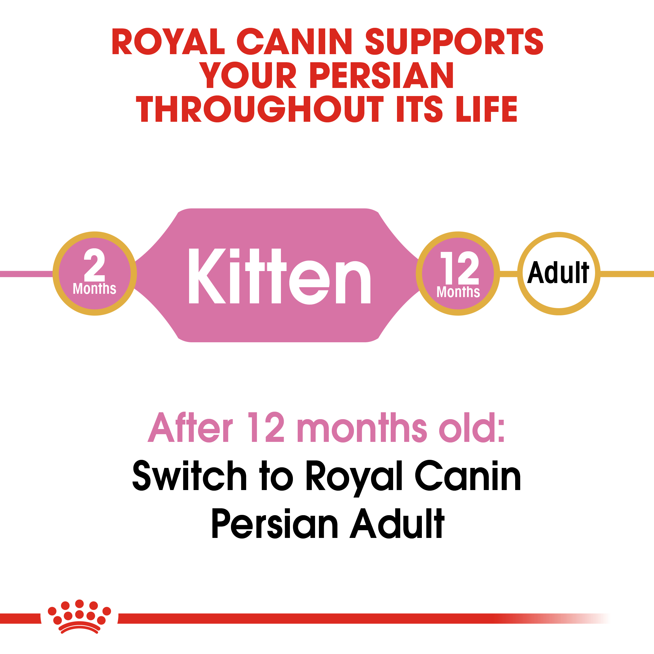 FBN Persian Kitten Hero 2 - Copy