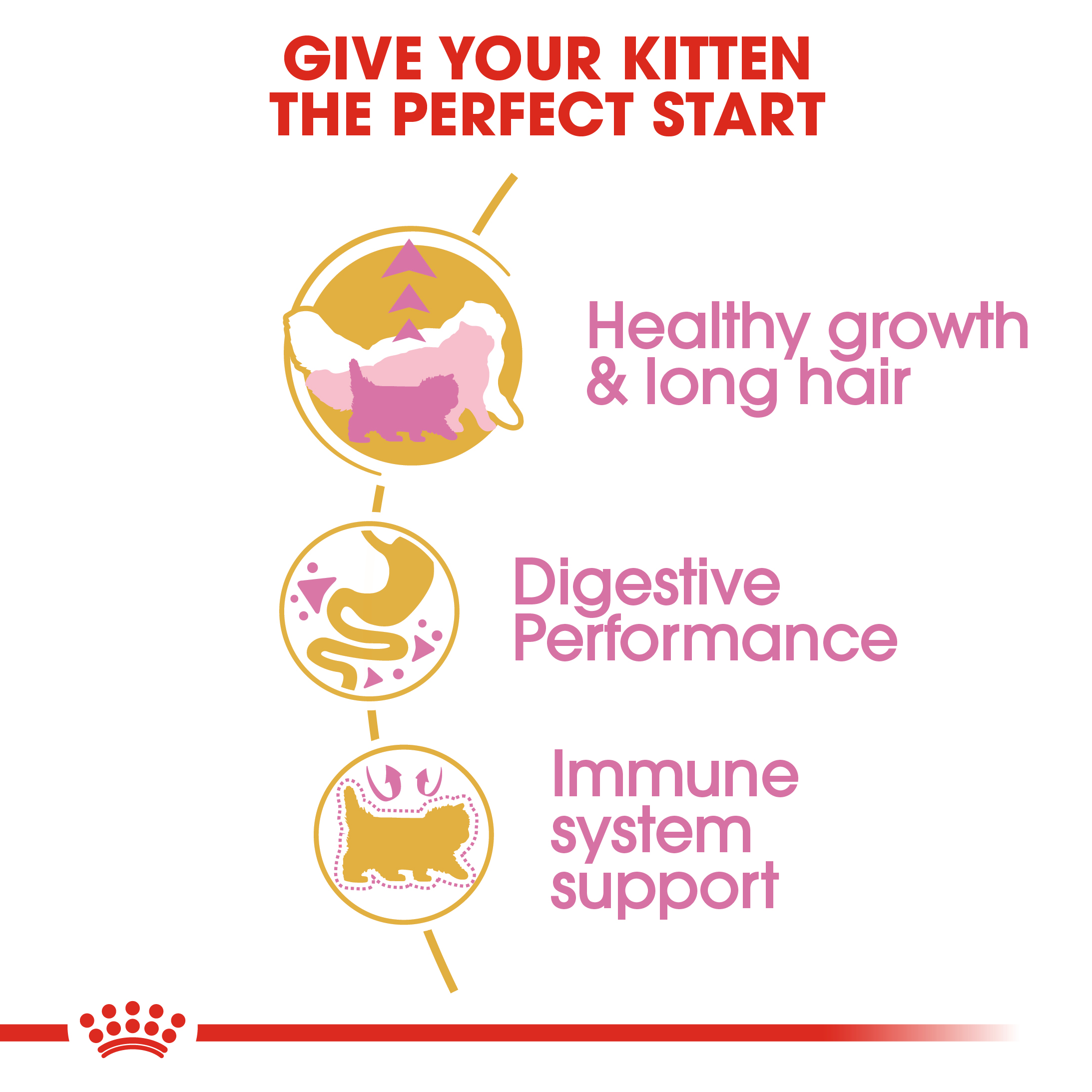 FBN Persian Kitten Hero 4 - Copy